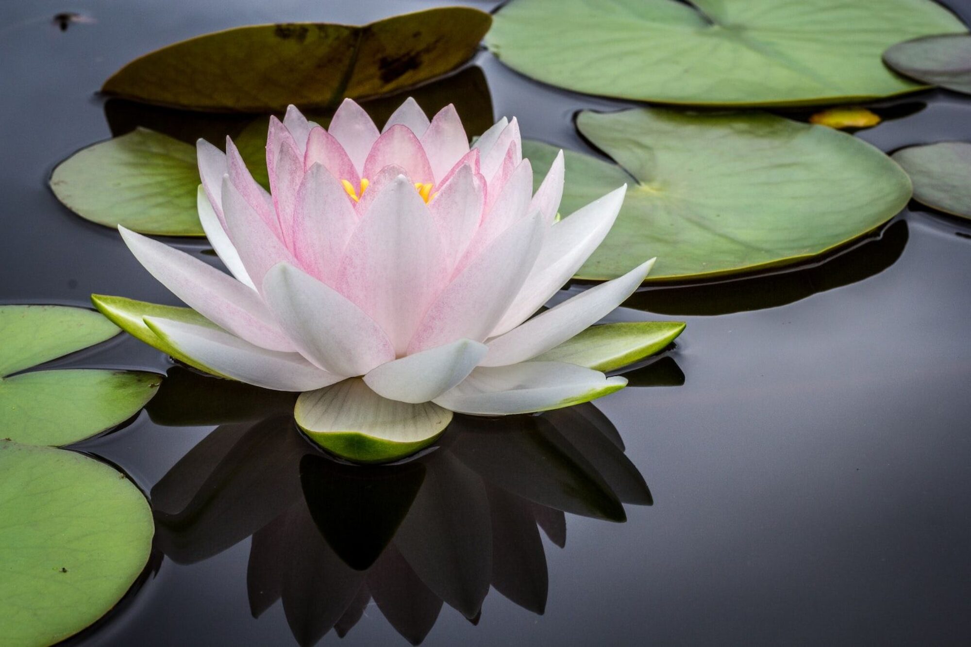 FLEUR DE LOTUS
