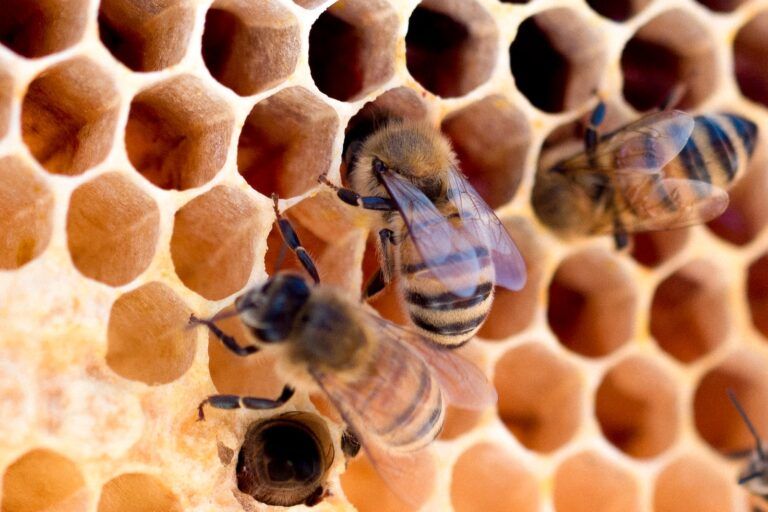 ABEILLES DANS DES RAYONS DE RUCHE