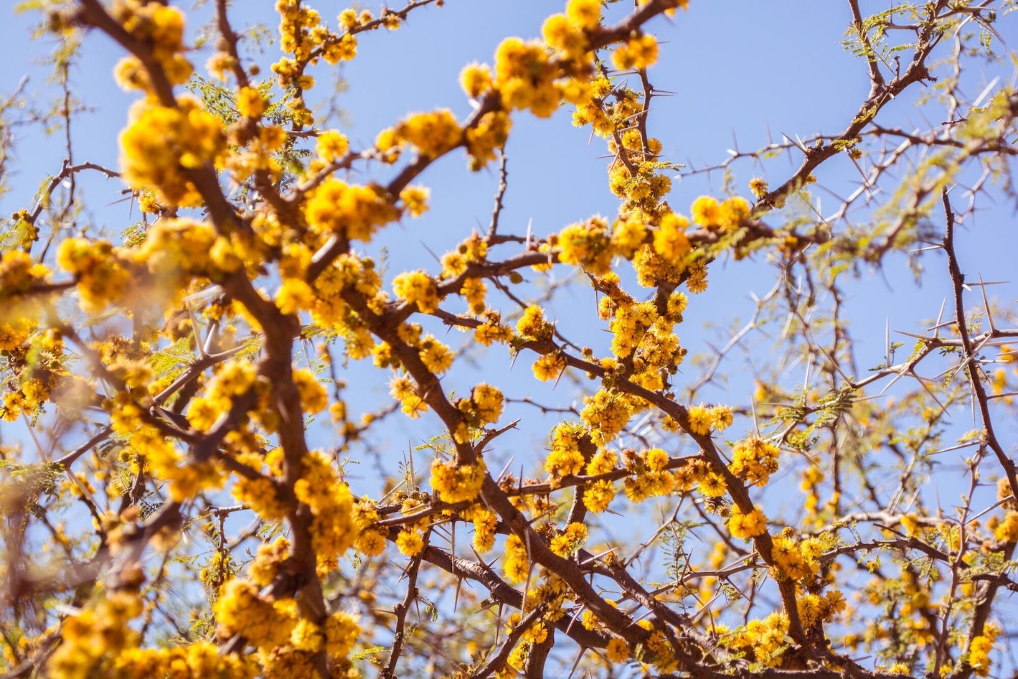 FLEURS DE MIMOSA