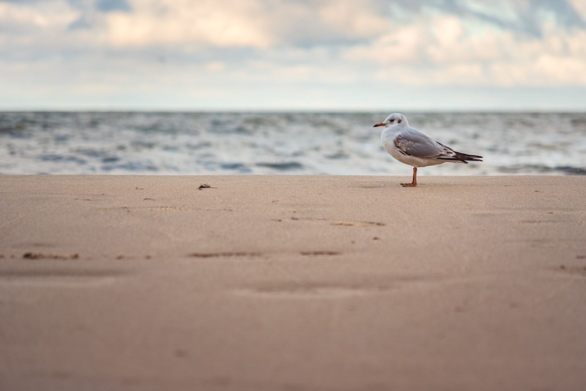 MOUETTE SUR UNE PLAGE AU BORD DE MER