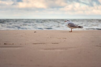 MOUETTE SUR UNE PLAGE AU BORD DE MER