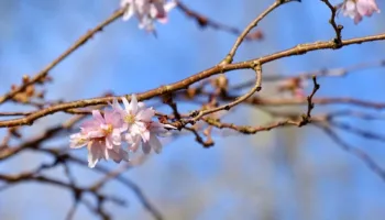 FLEURS ROSES ET BLANCHES DE CERISIER