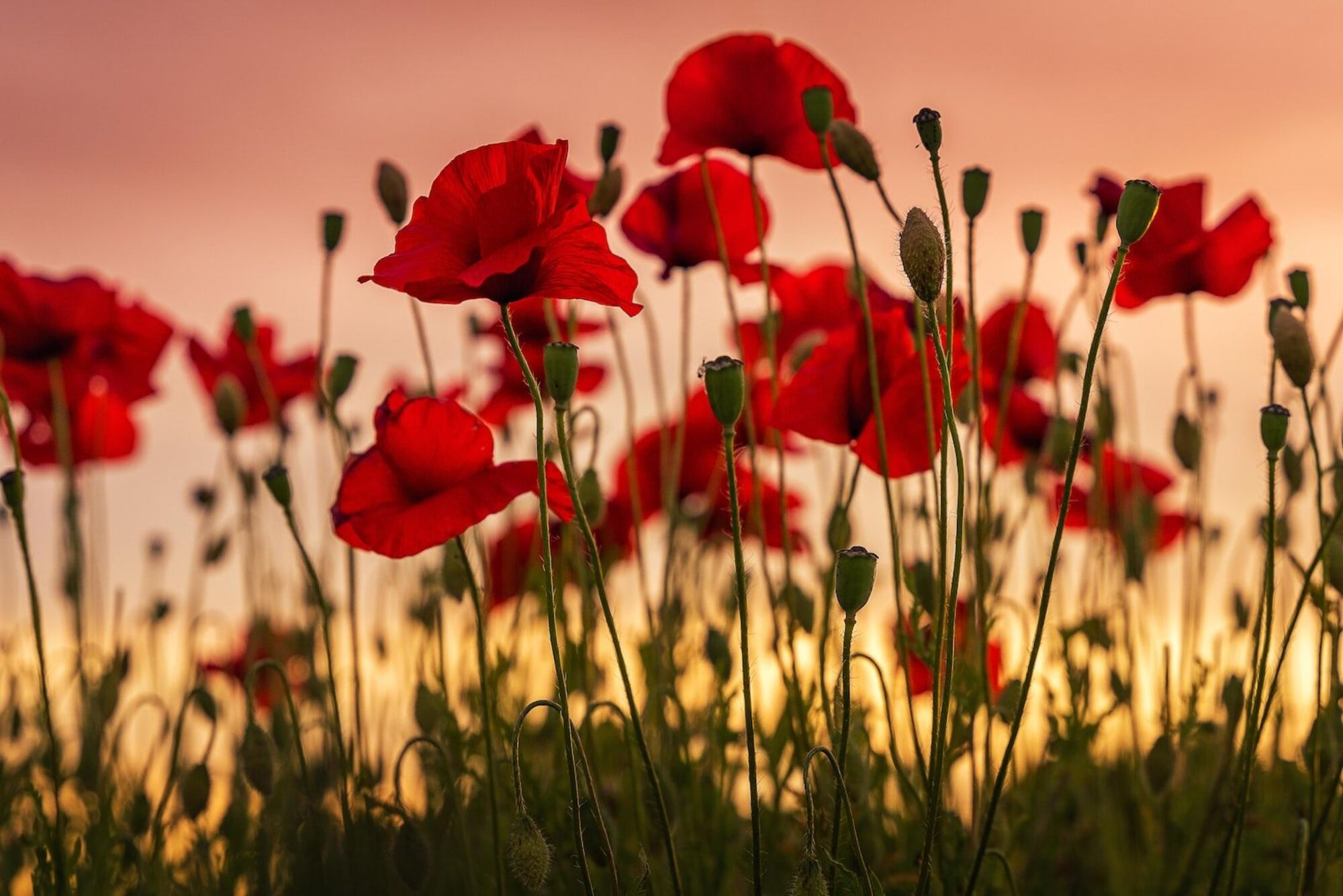 photo de coquelicots rouges