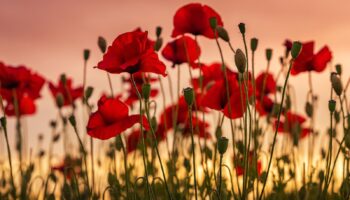 photo de coquelicots rouges