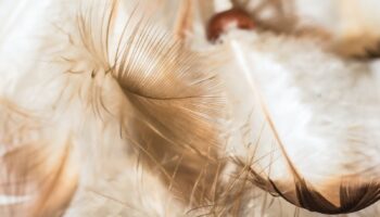 selective focus photograph of feathers on white surface